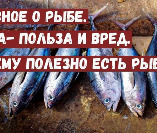 В чем польза рыбы и почему ее нужно много есть?